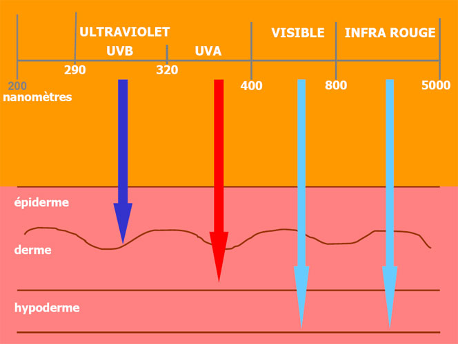 3.2-UVB and UVA rays in the light of science_illu-1